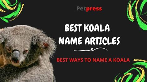 Koala Names: The 120 Most Famous Names for Koala Bears