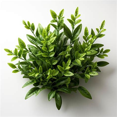 Premium Photo Vertical Overhead Shot Green Plant Hd On White Background