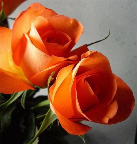 Pin by Línney on Flores Orange roses Beautiful flowers Pretty flowers