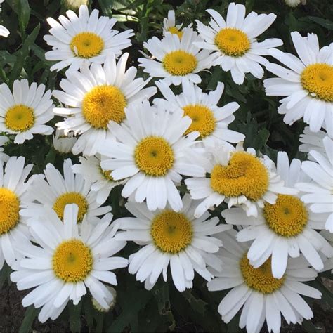 Leucanthemum X Superbum Snow Lady Shasta Daisy Snow Lady