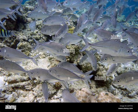 Shoal Of Fish Bandos Island Reef Kaafu Atoll Maldives Asia Stock