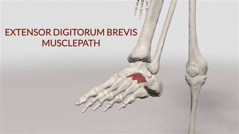 Extensor Digitorum Brevis Musclepath 3d Animation Youtube