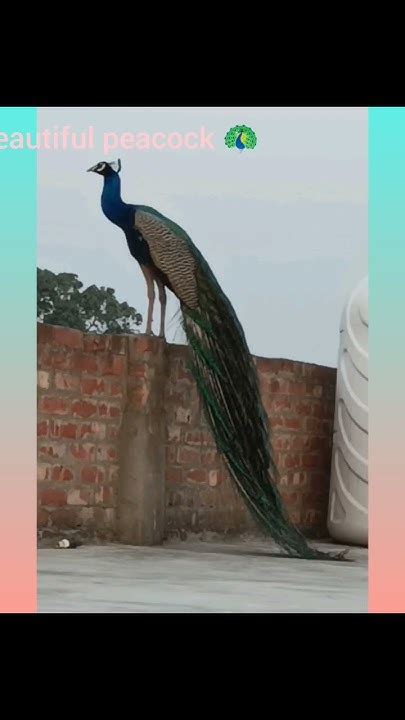 Very Beautiful Peacock🦚🦚🦚 With Music🎶🎶🎶🎶 Shortvideo Youtubeshorts