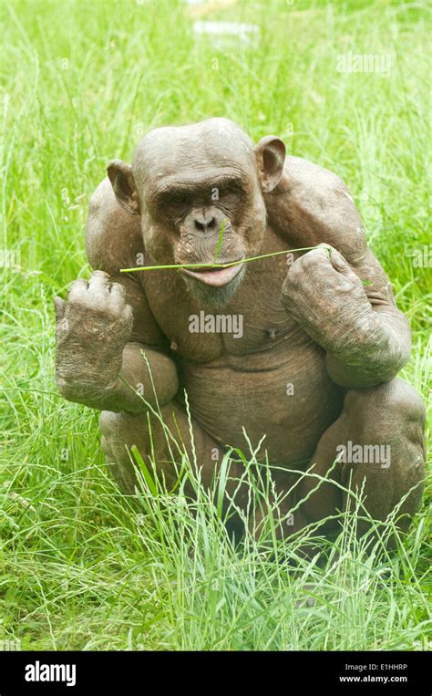 Chimpanzee with alopecia Stock Photo - Alamy