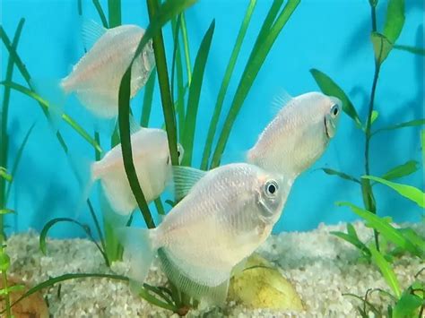 The Complete White Skirt Tetra Care Guide | Fishkeeping World