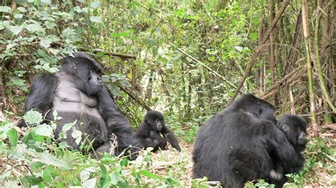 1 Day Gorilla Trekking Uganda From Kigali Or Kisoro Uganda