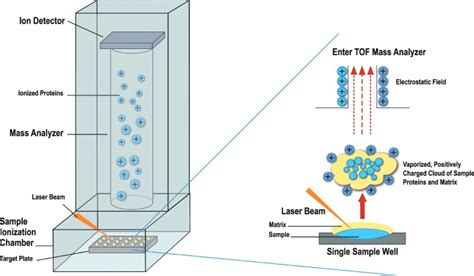 Maldi Tof Mass Spectrometry Operation Schematic Fig Is Used With Download Scientific Diagram