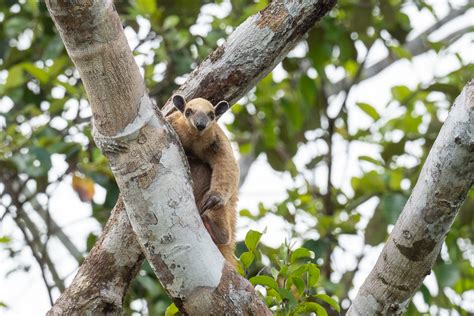 Southern Tamandua (aka Lesser Anteater) | Sean Crane Photography