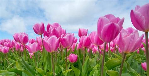 Guide To Planting Tulips How To Plant Grow And Care For Tulips