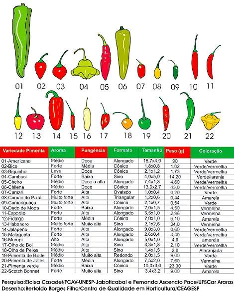 Tipos De Pimentas Os Principais Tipos Na Culin Ria E Sua Pic Ncia