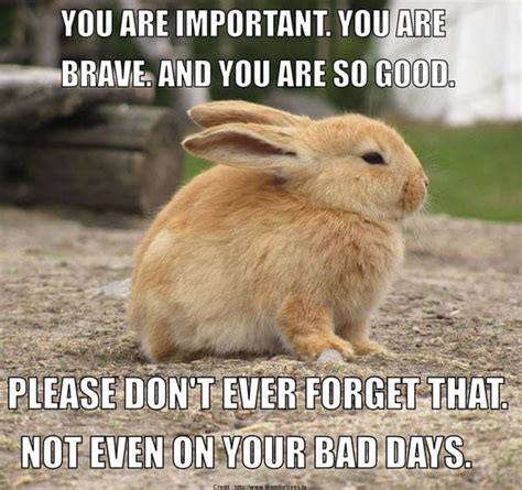 20 Encouragement Memes To Lift Your Spirits