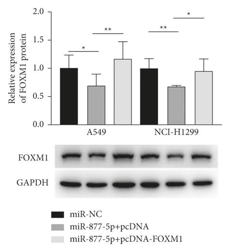 Restoration Of Foxm Expression Reverses The Antitumor Effect Of