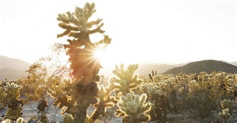 Sunset At Cholla Cactus Garden Free Photo Rawpixel