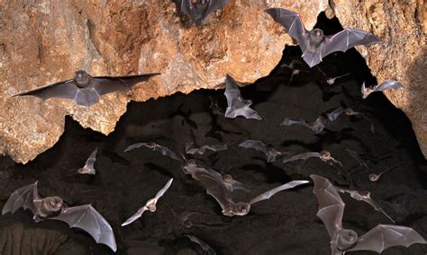 10 Strange and Fascinating Animals That Live in Caves | Petlife