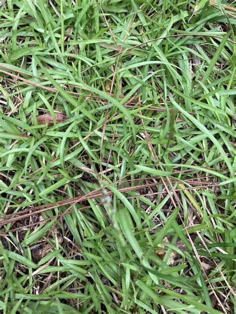 Centipede Grass - Louisiana Native Plant Society