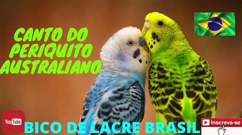 Periquito Australiano Cantando E Falando - Canto Do Periquito Australiano - Periquito Australiano Cantando ...