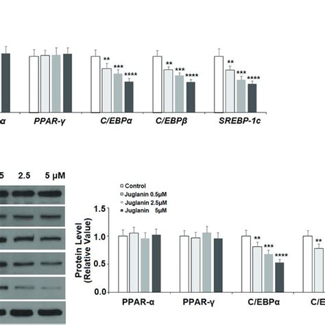 The Effects Of Juglanin On The Expression Of Transcription Factors