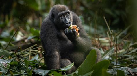 Photographing The Western Lowland Gorillas Of The Congo Basin