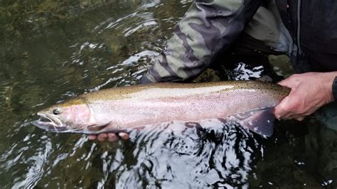 May Wild Steelheaders United