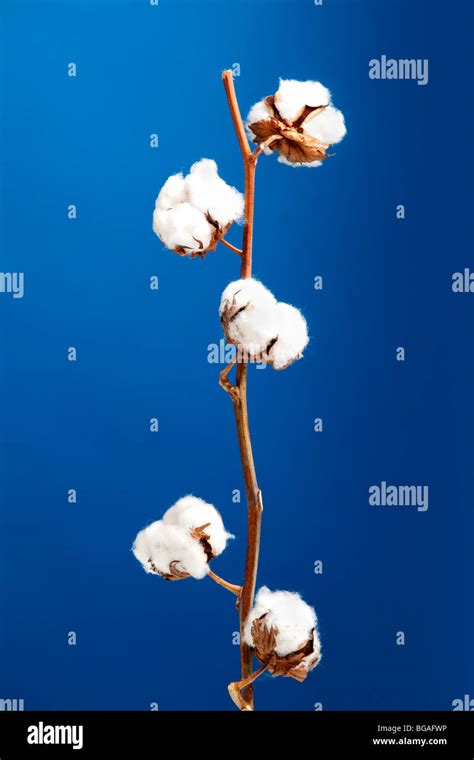 Cotton Flower Hi Res Stock Photography And Images Alamy