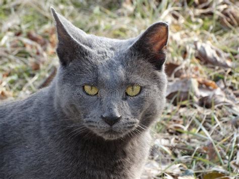 Gorgeous Grey Cat with Yellow Eyes Closeup Stock Photo - Image of eyes ...