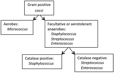 Gram Negative Cocci Flow Chart