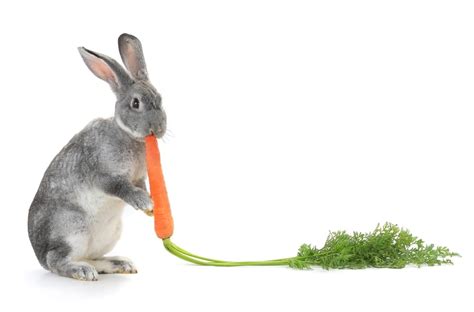 Do Rabbits Eat Carrots? » Petsoid