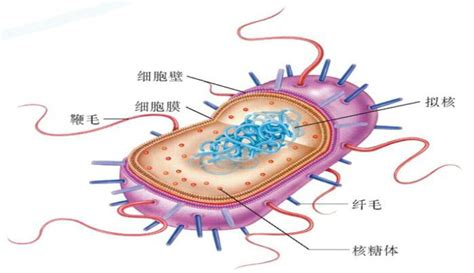 原核细胞 360百科