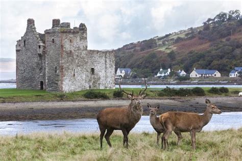 Red Deer Lochranza Isle Of Arran Scotland United Kingdom Europe