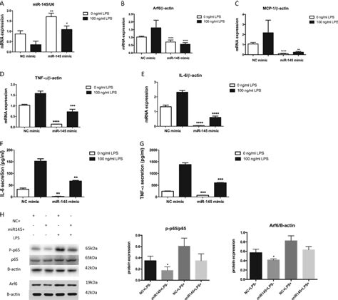 MiR 145 Inhibited Arf6 Expression In Macrophages With Decreased