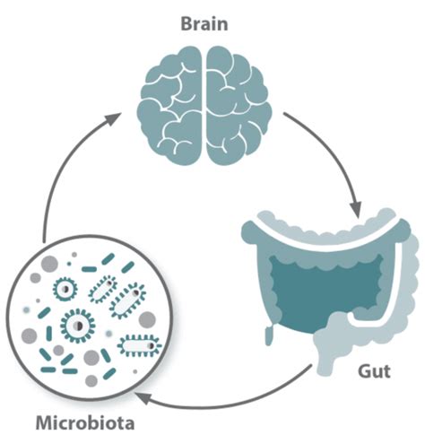 Eje Intestino Cerebro Cómo Funciona Cómo Mejorarlo InfografÍa