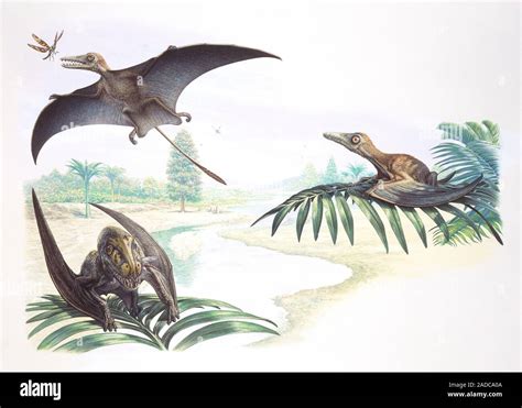 Sordes And Batrachognathus Pterosaurs Perched On Trees And Catching An