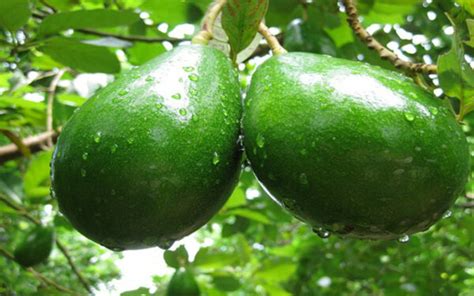 Choquette Avocado Trees