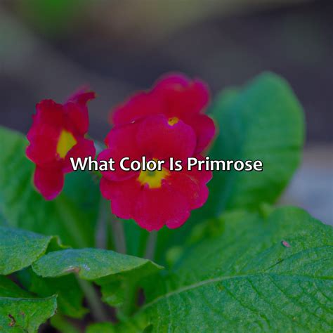 What Color Is Primrose - colorscombo.com