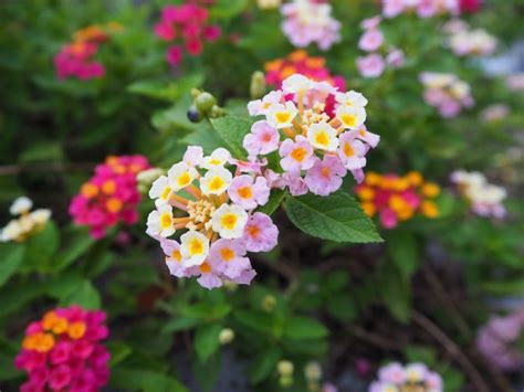 10 flores que debes tener en tu jardín para alimentar a los colibríes