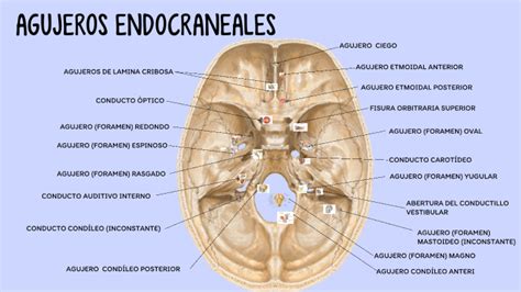 Agujeros Endocraneales By Eunice Vasquez Sanchez On Prezi