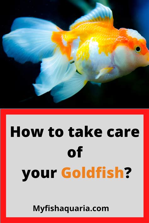 How To Take Care Of Your Goldfish In Goldfish Fish Care