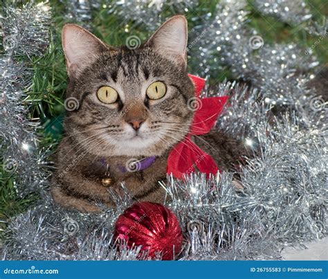 Gray Tabby Cat In Silver Christmas Tinsel Stock Photos Image 26755583