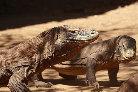 Komodowarane Komodo Dragons Varanus Komodoensis Flickr