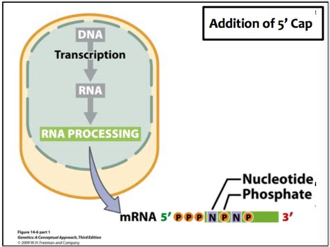 Ch Rna And Rna Processing Flashcards Quizlet