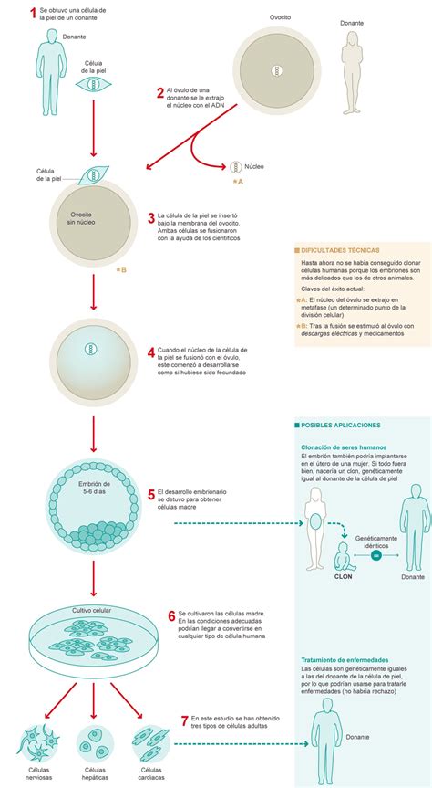 Clonación De Células Humanas Sociedad El PaÍs