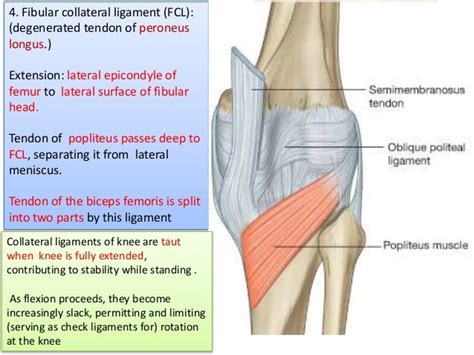 Knee Joint