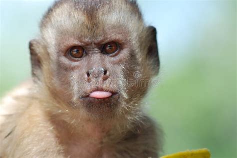 Funny Monkey Images Free Download - Funny PNG