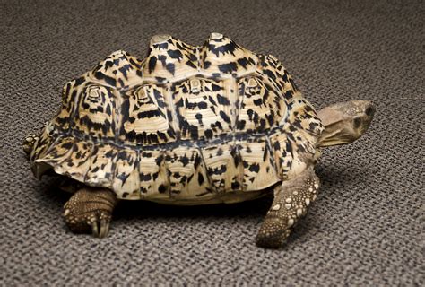 This Tortoise Will Have A Happier Life Thanks To Her New 3d Printed