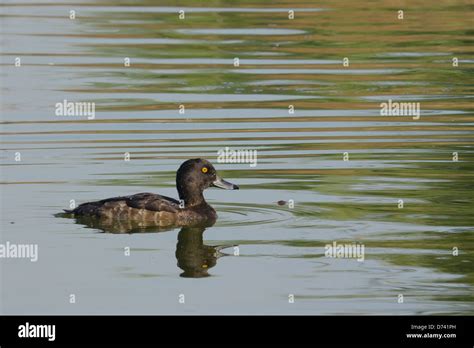 Female Tufted Duck Aythya Fuligula Stock Photo Alamy