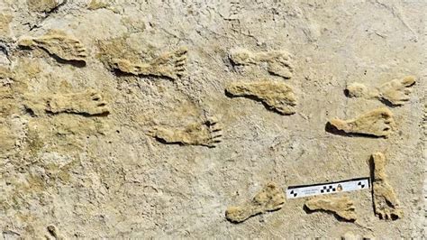 White Sands Fossil Footprints Suggest Longer Human History In Americas Npr