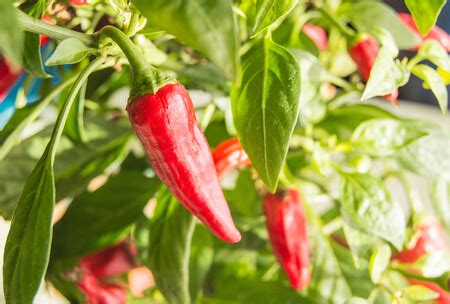 Guindilla Cayena La Tradici N Del Picante De Nuestros Platos Qu Es