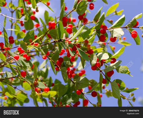 Wild Red Cranberry Image And Photo Free Trial Bigstock