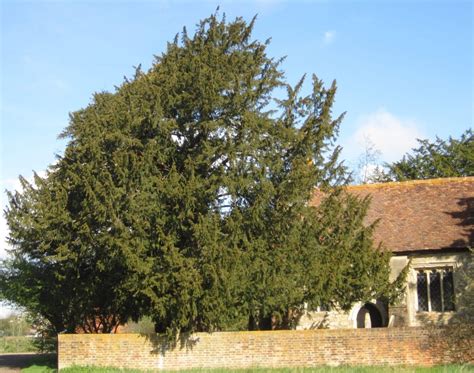 Yew Tree Guide Uk Common Yew Tree Identification