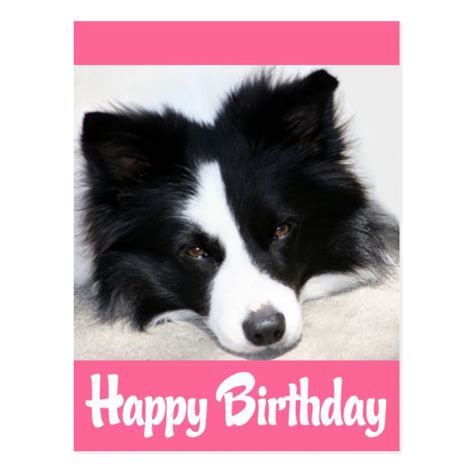 Happy Birthday Border Collie Puppy Dog Postcard